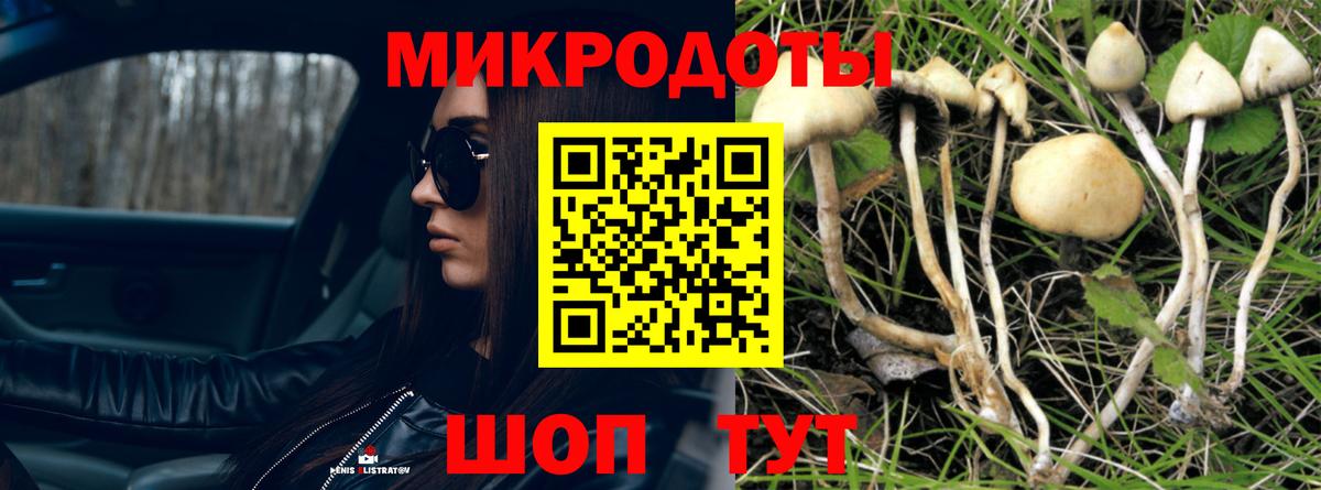Псилоцибиновые грибы Cubensis Осинники